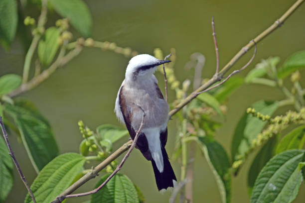 istock black and white bird in foliage 1263165231