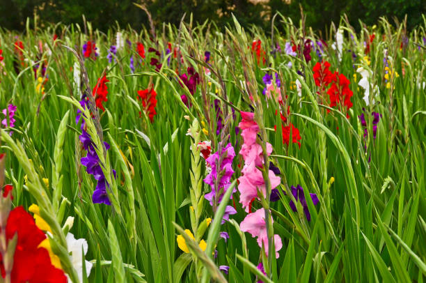 A big field of many gladiolus in different colours in german landscape stock photo