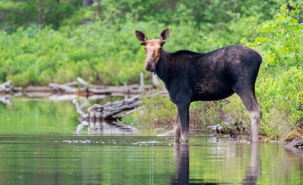 young moose grazing in a simmer pond - 13520 imagens e fotografias de stock