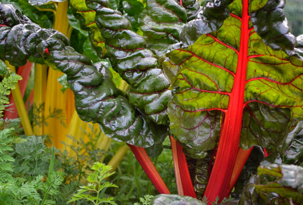 bette à carde d’arc-en-ciel colorée poussant dans un jardin - ruby red chard photos photos et images de collection