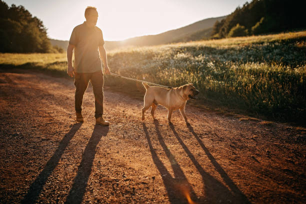 istock Senior man walking his dog 1263166503