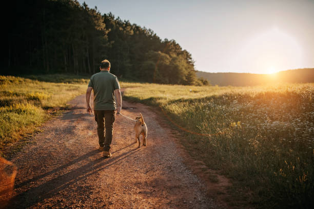 istock Senior man walking his dog 1263166573