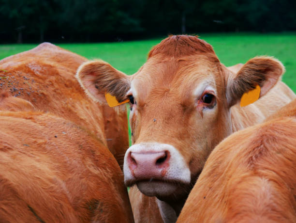 istock Close-up of a brown cow's head inside a herd 1263166713