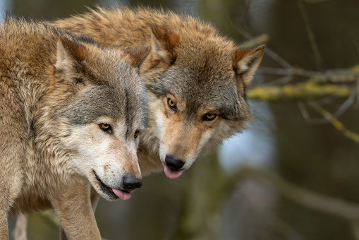 Close shot of two canadian timberwolves sticking out their tongues.