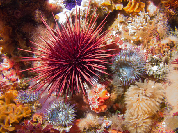 Purple Sea Urchin Purple sea urchin in Channel Islands California sea urchin stock pictures, royalty-free photos & images
