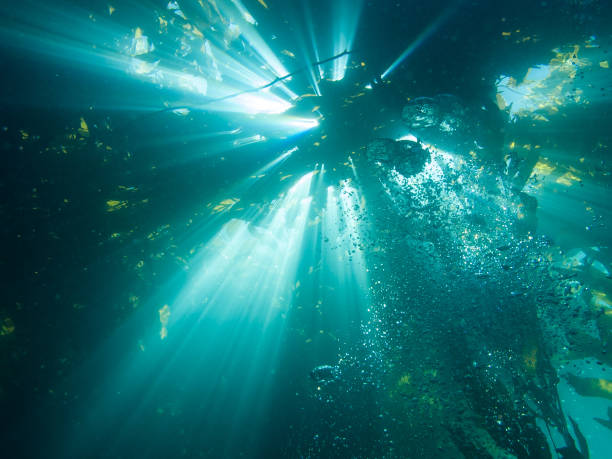 istock Sunshine, Kelp and Catalina 1263167470