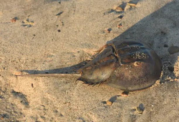 Beach in the early morning with a horseshoe crab.