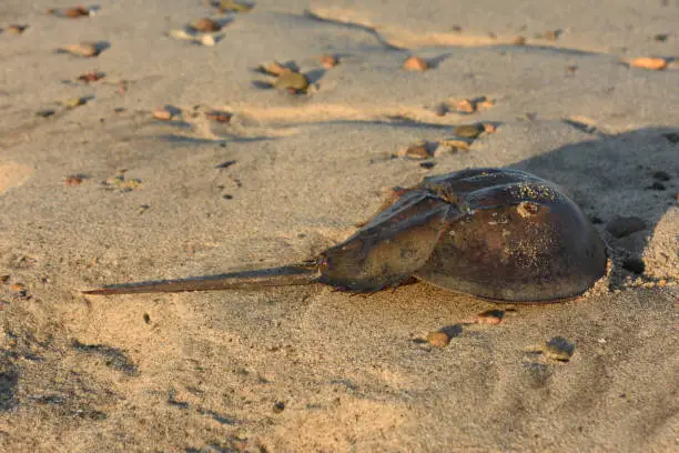 Horseshoe crab sitting on a beach in the morning sun.