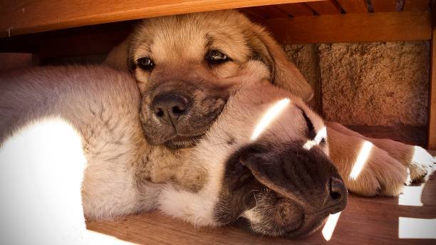 Puppies Mastiff pups resting. spanish mastiff puppies stock pictures, royalty-free photos & images