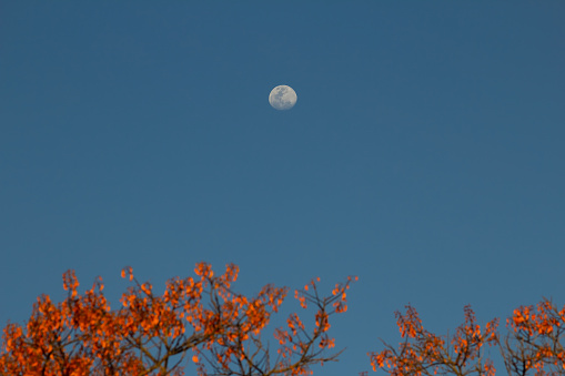 Canopy called Mulungu with blue sky and crescent moon in the background.