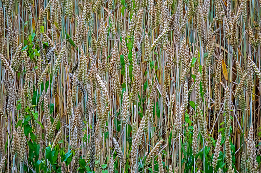 Grain field with wheat and Convolvulus arvensis growing in between