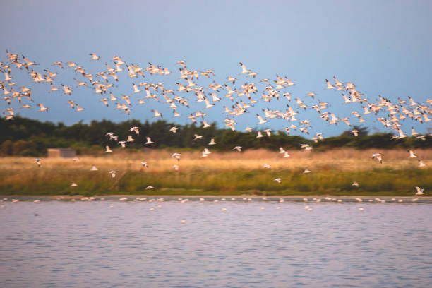 Avocets flying over the water in the marshland of the Olonne area in Vendee, France Avocets flying over the water in the marshland of the Olonne area in Vendee, France avocet stock pictures, royalty-free photos & images
