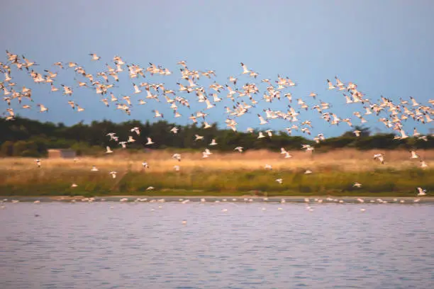 Photo of Avocets flying over the water in the marshland of the Olonne area in Vendee, France