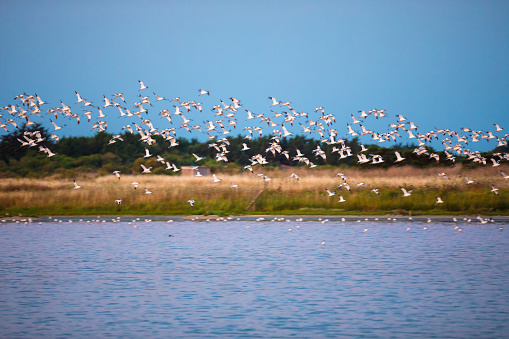 Avocets flying over the water in the marshland of the Olonne area in Vendee, France