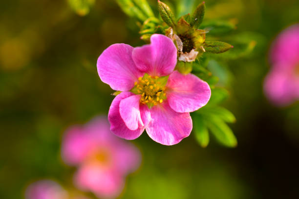 Very beautiful pink flowers of the Potentilla shrub Very beautiful pink flowers of the Potentilla shrub potentilla fruticosa stock pictures, royalty-free photos & images