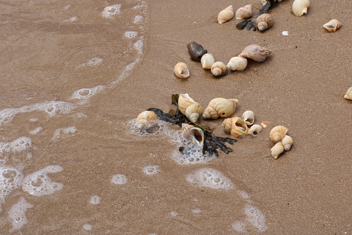 The tide going out on a beach sea water to the left with surf bubbles seashells and seaweed washed up on the golden brown flat wet sand