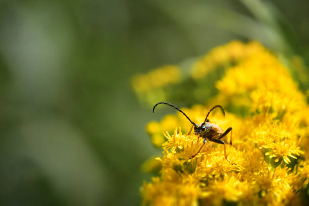 Stictoleptura rubra longhorn beetle insect with long antennae on yellow Canadian goldenrod (Solidago canadensis) flowers
