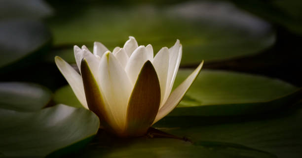 istock White waterlily in pond 1263173047