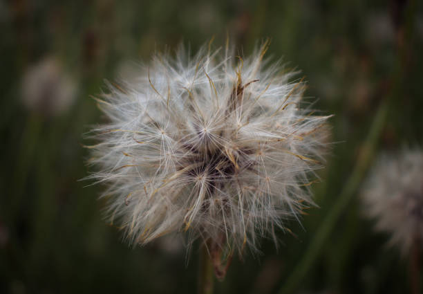 istock Close up of dandelion plant 1263173106