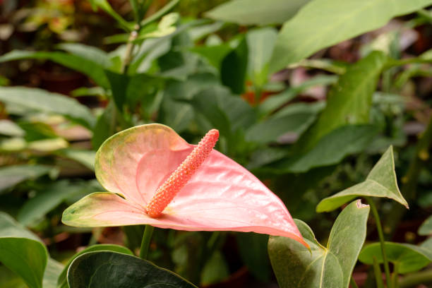 istock Anthurium tropical exotic flower in green jungle 1263173308