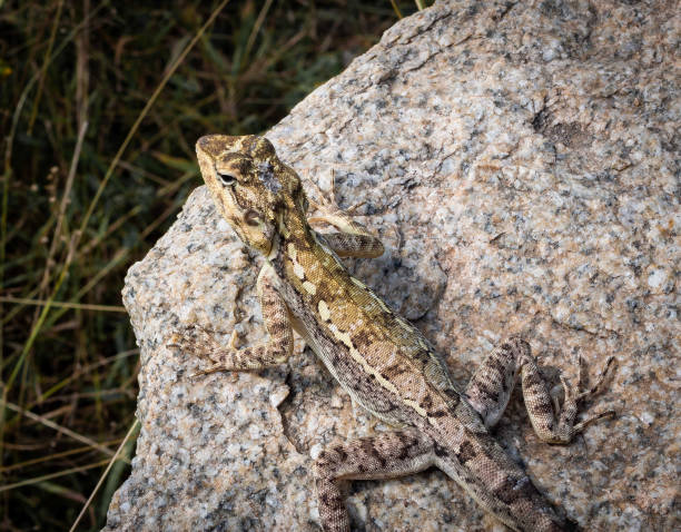 A South Indian Rock Agama Lizard on a rock also known as Psammophilus cf.dorsalis, gray