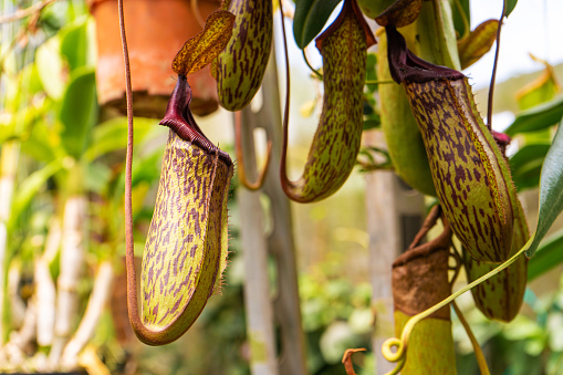 Close up Nepenthes plant in the Cloud Forest.