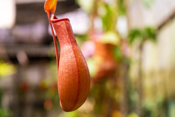 Close up Nepenthes plant in the Cloud Forest.