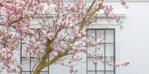 londres na primavera - magnolia white pink blossom - fotografias e filmes do acervo