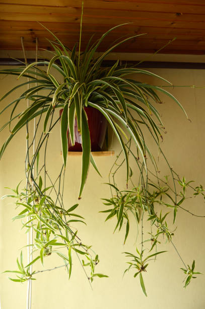 istock botanical plants in pots as decoration in enterior 1263174393