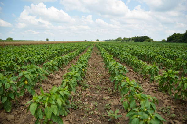 istock paprika field in spring with blue sky and white clouds 1263174492