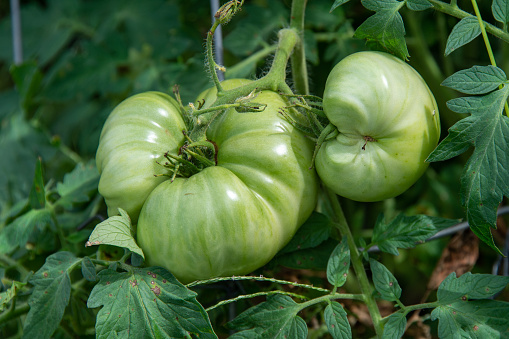Tomato plants when grown outdoors in the garden. Tomatoes have a thick shiny skin, green patterns and villi. Organic farming.