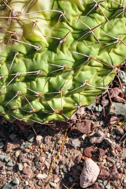 Photo of View on cactus plants in Argentina