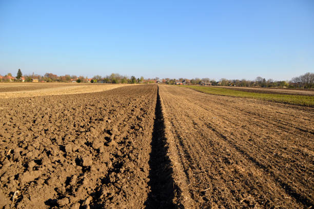 istock cultivated agricultural land with blue sky 1263177414