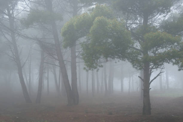istock Evergreen pine forest in dense fog 1263179594