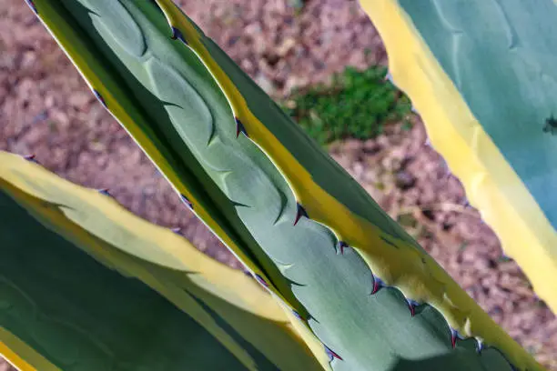 Photo of View on cactus plants in Argentina