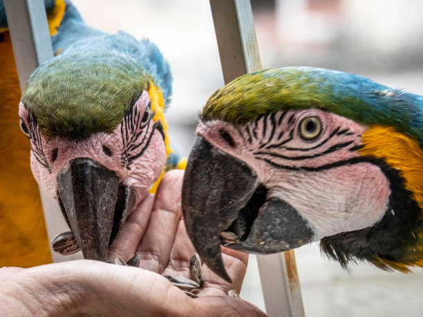 istock FREE MACAWS IN CARACAS! 1263181619