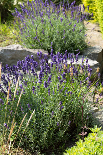 istock Garden with the flourishing lavender 1263184022