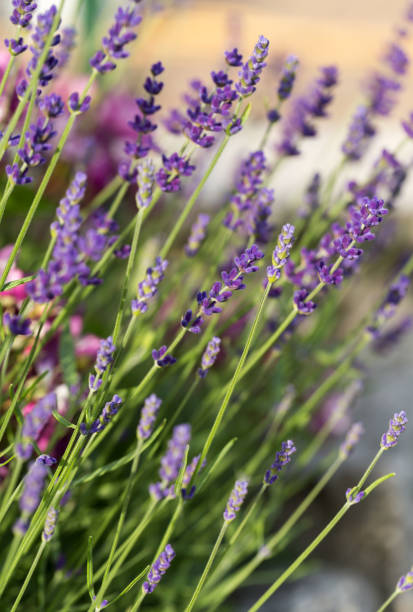 istock Garden with the flourishing lavender 1263184255