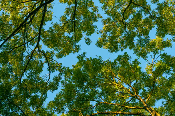 Bottom-up view in the forest with green trees against a clear blue sky. Trees green foliage on a warm summer day. Looking up into the forest