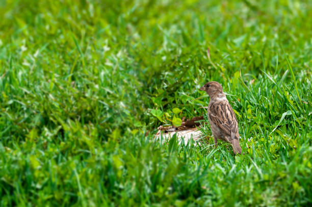 istock background with green grass and a sparrow sitting in it. 1263185920