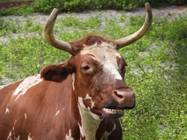 Florida Cracker Cattle - profile