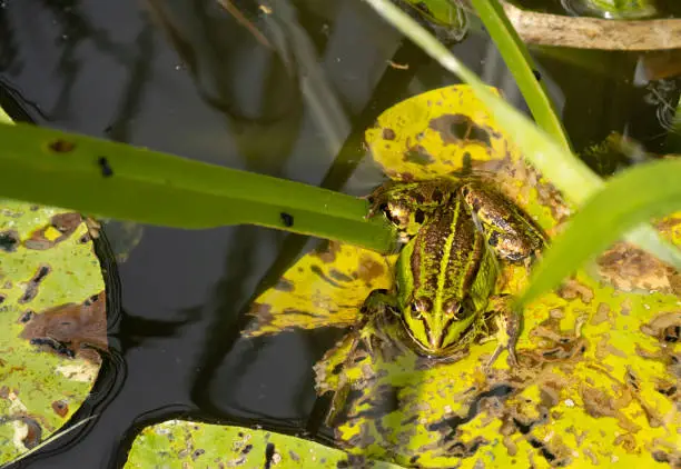 Photo of A bright frog floating on water lily in one of the ponds of the University of Tartu Botanical Gardens, Estonia