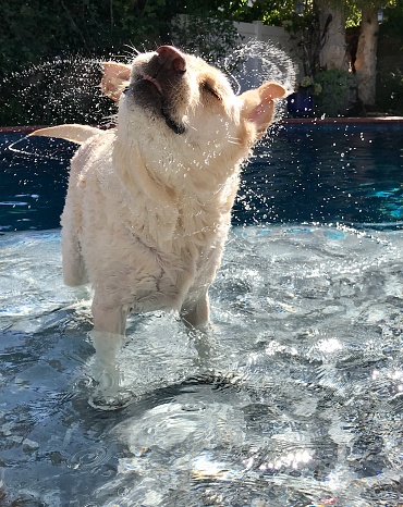 A dog play in the water