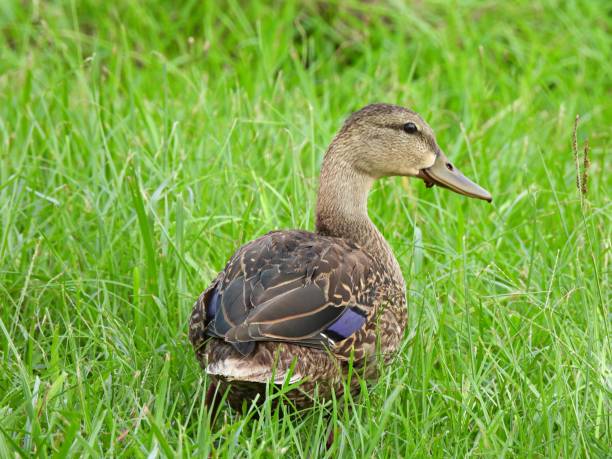 istock Mottled Duck (Anas fulvigula) resting in the grass 1263196599