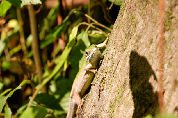 istock Green lizard lacerta viridis standing on a tree and sunbathing. 1263204434