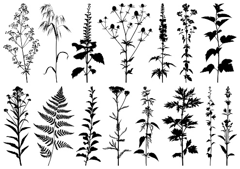 Set of plants silhouettes. Detailed images isolated black on white background. Vector design elements.