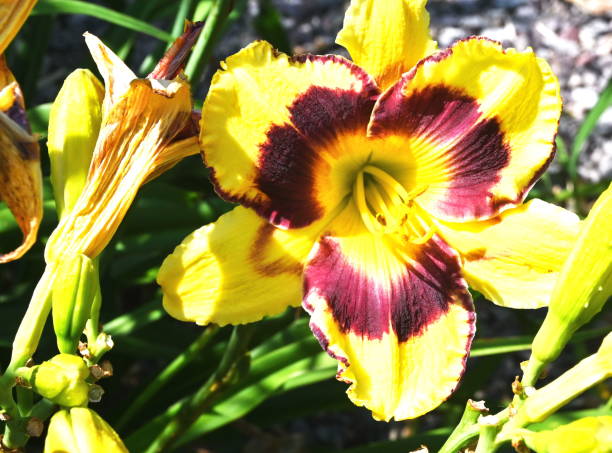 istock Yellow Lily Closeup 1263211303