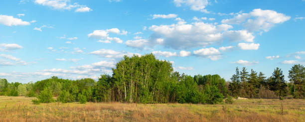 bellissima foresta di boschi di betulle naturali panoramiche contro il paesaggio cristallino del cielo blu all'aperto. sfondo naturale boschivo selvaggio. ampio banner panoramico fuori scena - clear sky branch tree trunk uncultivated foto e immagini stock