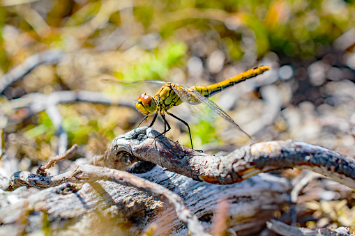 A macro close up of a black darter dragonfly resting on a log