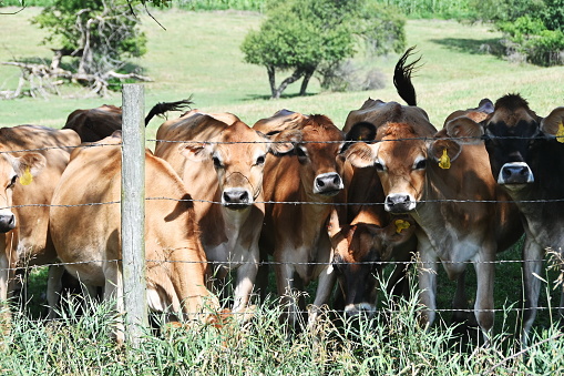 Brown cows crowded together at the fence.